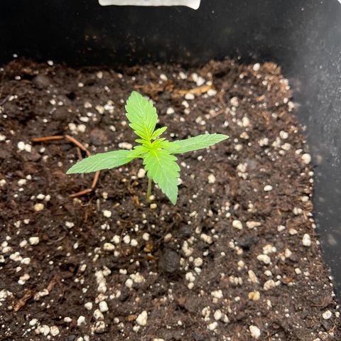 Skittles x tangi growlog timeline photo