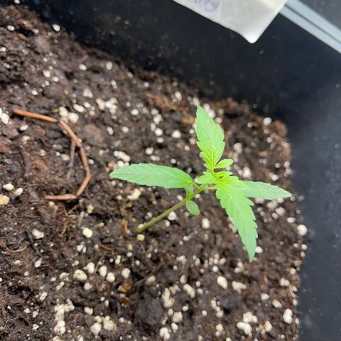 Skittles x tangi growlog timeline photo