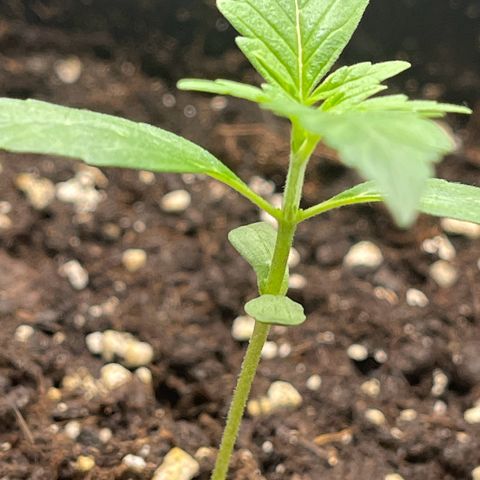 Skittles x tangi growlog timeline photo