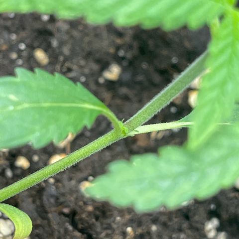 Eddy & Jeff growlog timeline photo