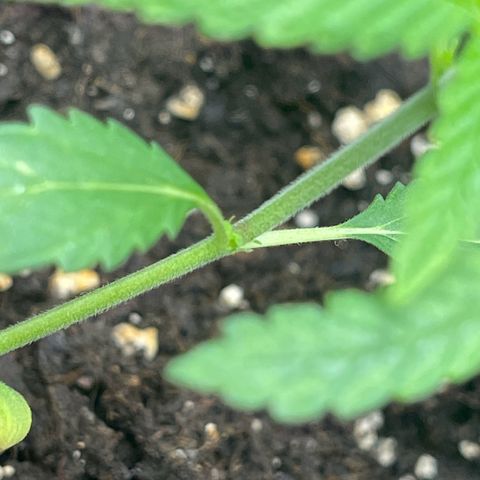Eddy & Jeff growlog timeline photo