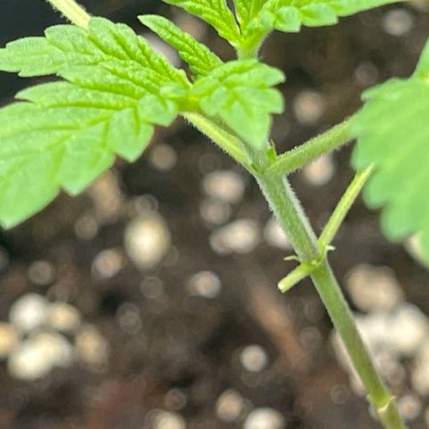 Eddy & Jeff growlog timeline photo