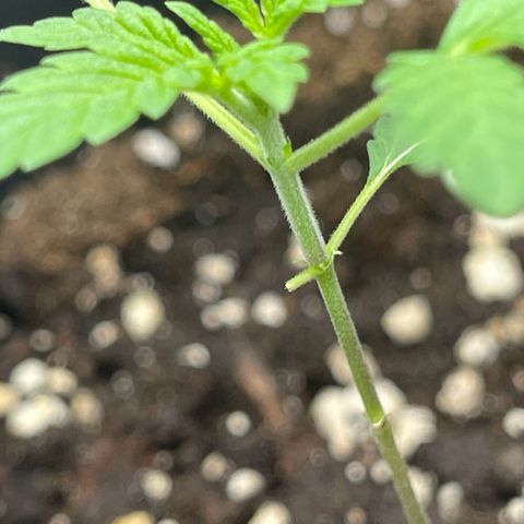 Eddy & Jeff growlog timeline photo