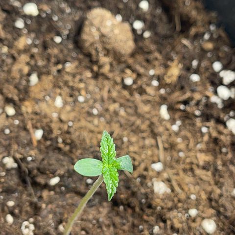 ,,Livia,, Wedding Cake Auto growlog timeline photo