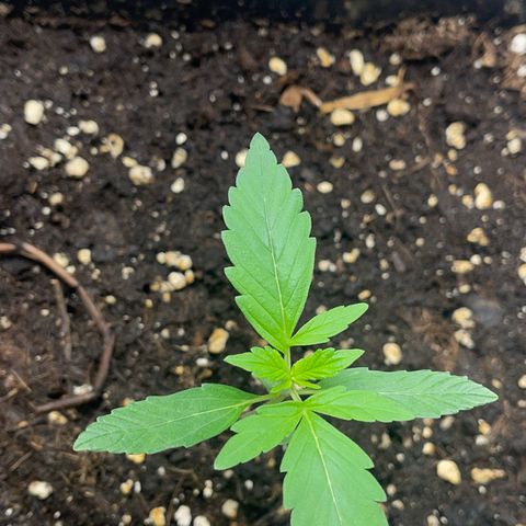 Skittles x tangi growlog timeline photo