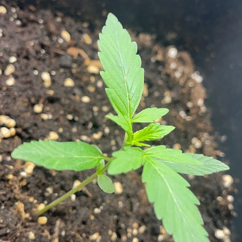 Skittles x tangi growlog timeline photo