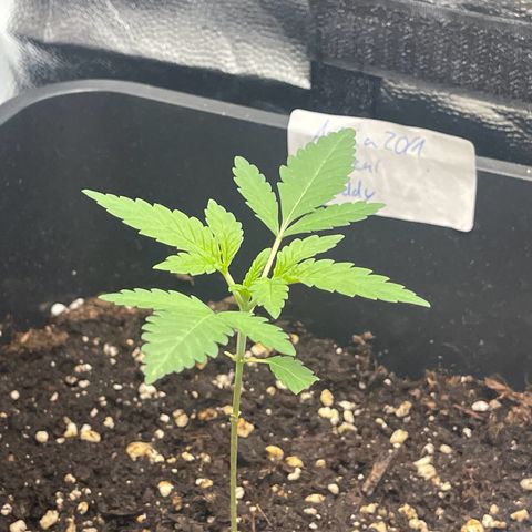 Eddy & Jeff growlog timeline photo