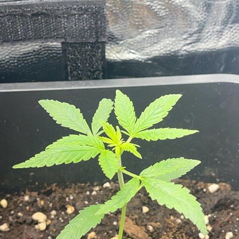Eddy & Jeff growlog timeline photo