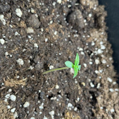 ,,Livia,, Wedding Cake Auto growlog timeline photo
