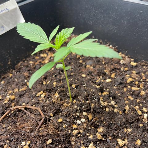 Skittles x tangi growlog timeline photo