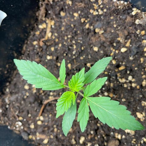 Skittles x tangi growlog timeline photo