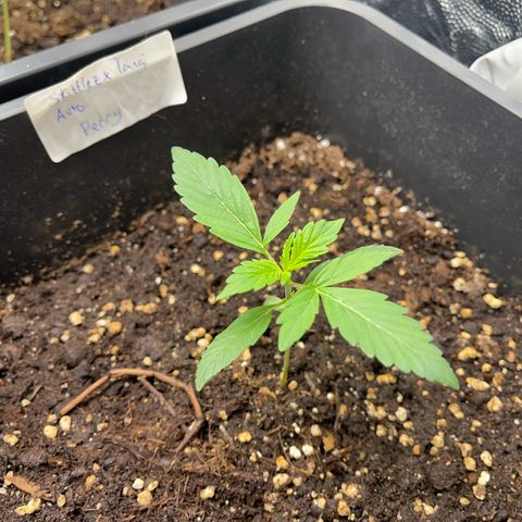 Skittles x tangi growlog timeline photo