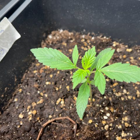 Skittles x tangi growlog timeline photo