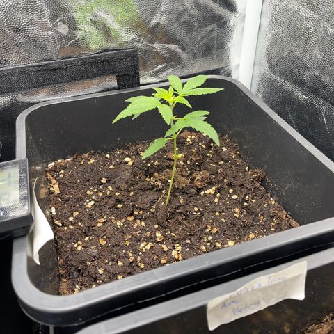 Eddy & Jeff growlog timeline photo