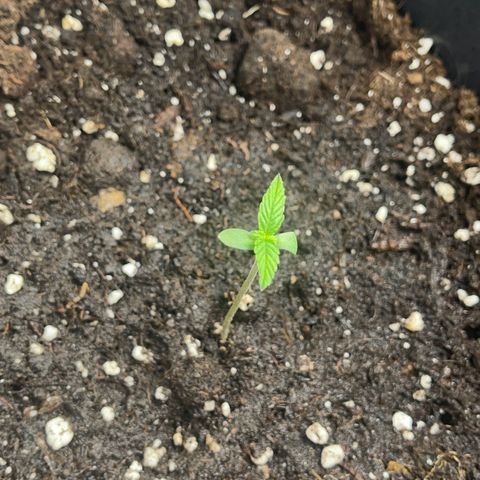 ,,Livia,, Wedding Cake Auto growlog timeline photo