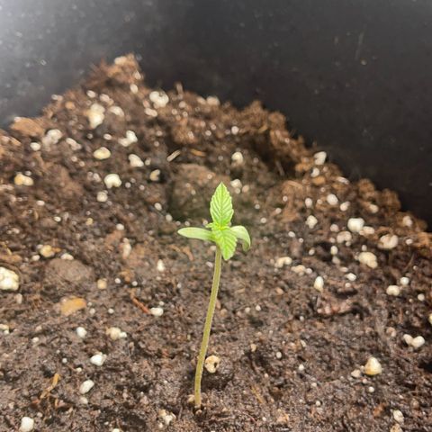 ,,Livia,, Wedding Cake Auto growlog timeline photo
