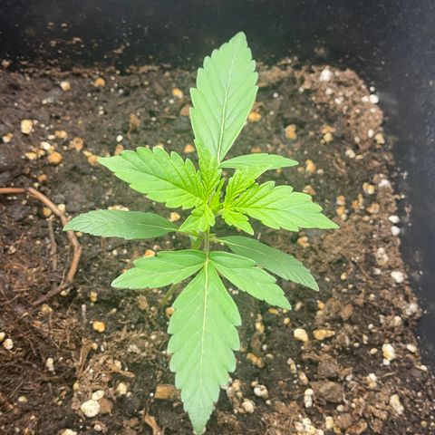 Skittles x tangi growlog timeline photo