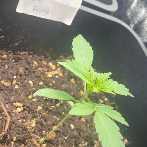 Skittles x tangi growlog timeline photo