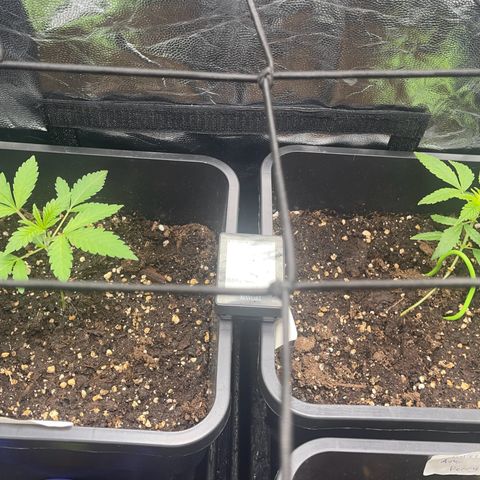 Eddy & Jeff growlog timeline photo