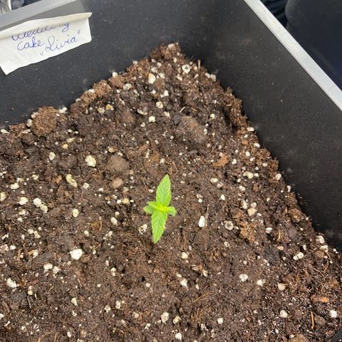 ,,Livia,, Wedding Cake Auto growlog timeline photo