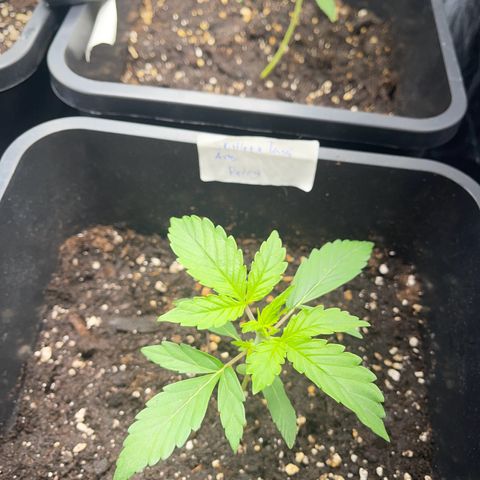 Skittles x tangi growlog timeline photo