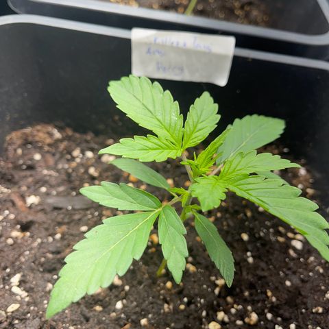 Skittles x tangi growlog timeline photo