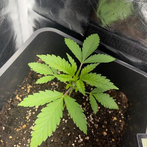Eddy & Jeff growlog timeline photo