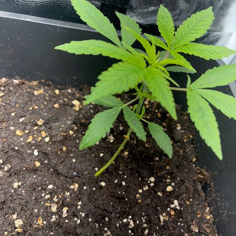 Eddy & Jeff growlog timeline photo