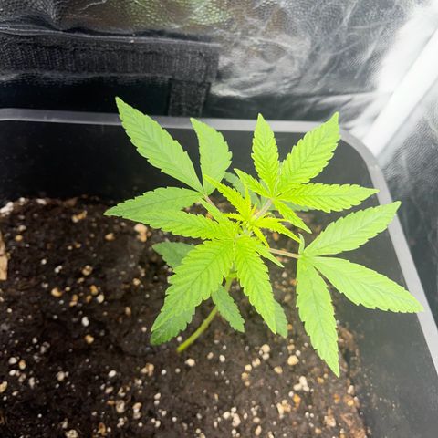 Eddy & Jeff growlog timeline photo