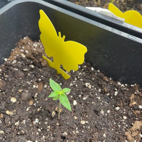 ,,Livia,, Wedding Cake Auto growlog timeline photo