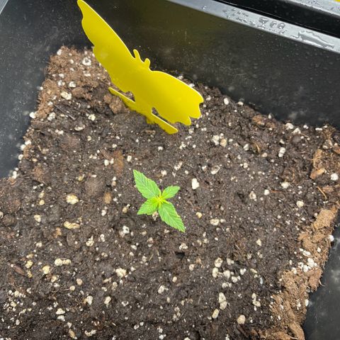 ,,Livia,, Wedding Cake Auto growlog timeline photo