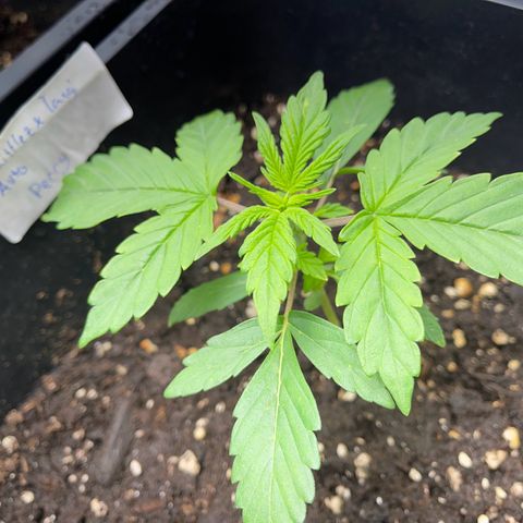 Skittles x tangi growlog timeline photo