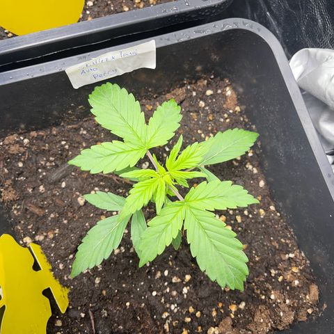 Skittles x tangi growlog timeline photo