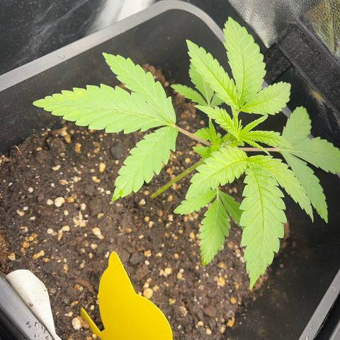 Eddy & Jeff growlog timeline photo