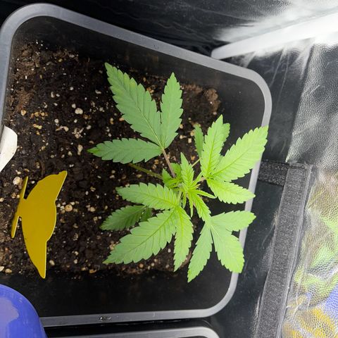Eddy & Jeff growlog timeline photo