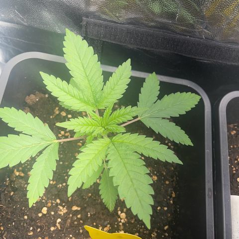 Eddy & Jeff growlog timeline photo