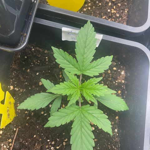 Skittles x tangi growlog timeline photo