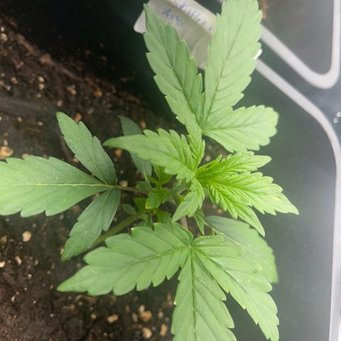 Skittles x tangi growlog timeline photo