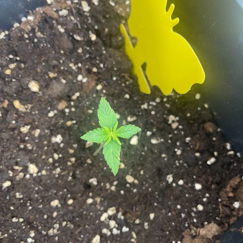 ,,Livia,, Wedding Cake Auto growlog timeline photo