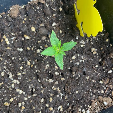 ,,Livia,, Wedding Cake Auto growlog timeline photo