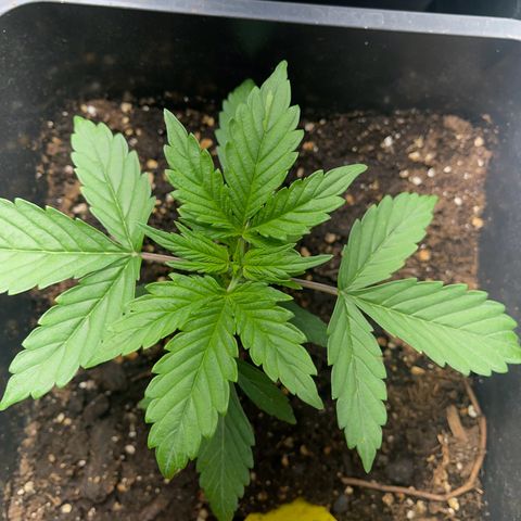 Skittles x tangi growlog timeline photo