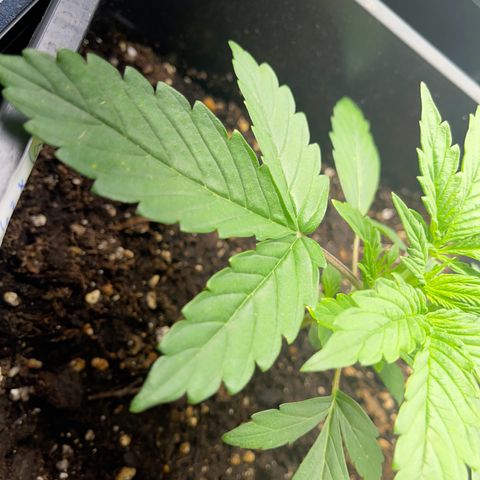 Skittles x tangi growlog timeline photo