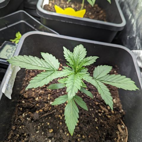 Eddy & Jeff growlog timeline photo