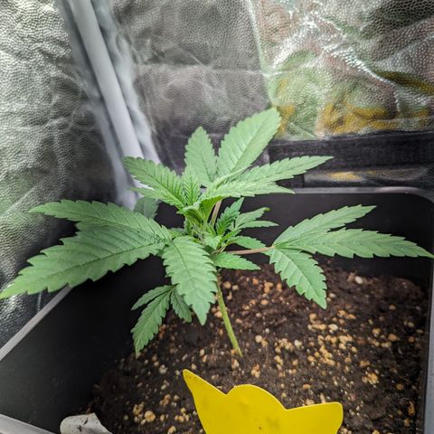 Eddy & Jeff growlog timeline photo