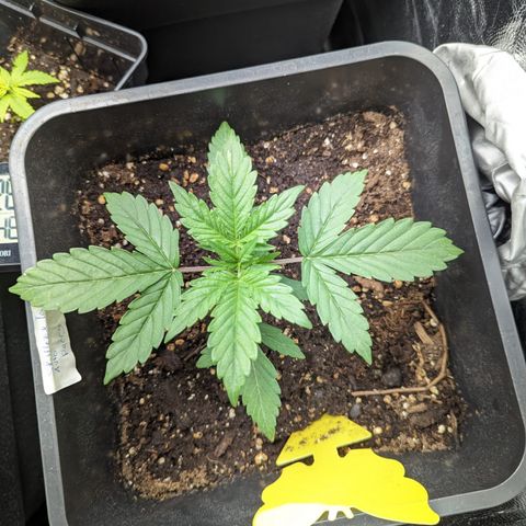 Eddy & Jeff growlog timeline photo
