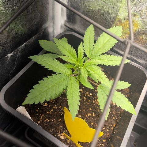 Eddy & Jeff growlog timeline photo