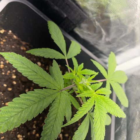 Eddy & Jeff growlog timeline photo