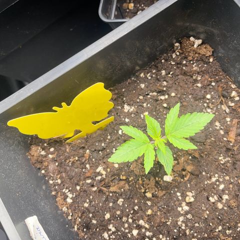 ,,Livia,, Wedding Cake Auto growlog timeline photo