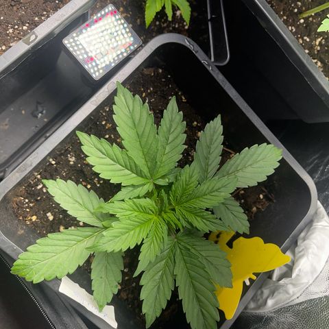 Skittles x tangi growlog timeline photo