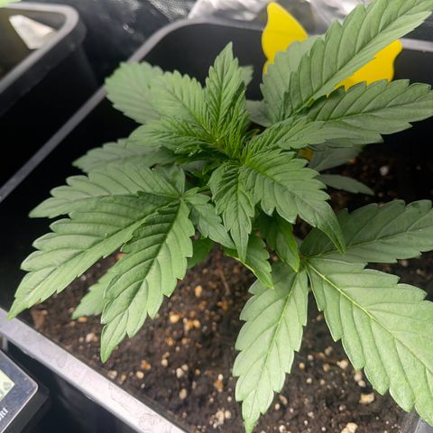 Skittles x tangi growlog timeline photo